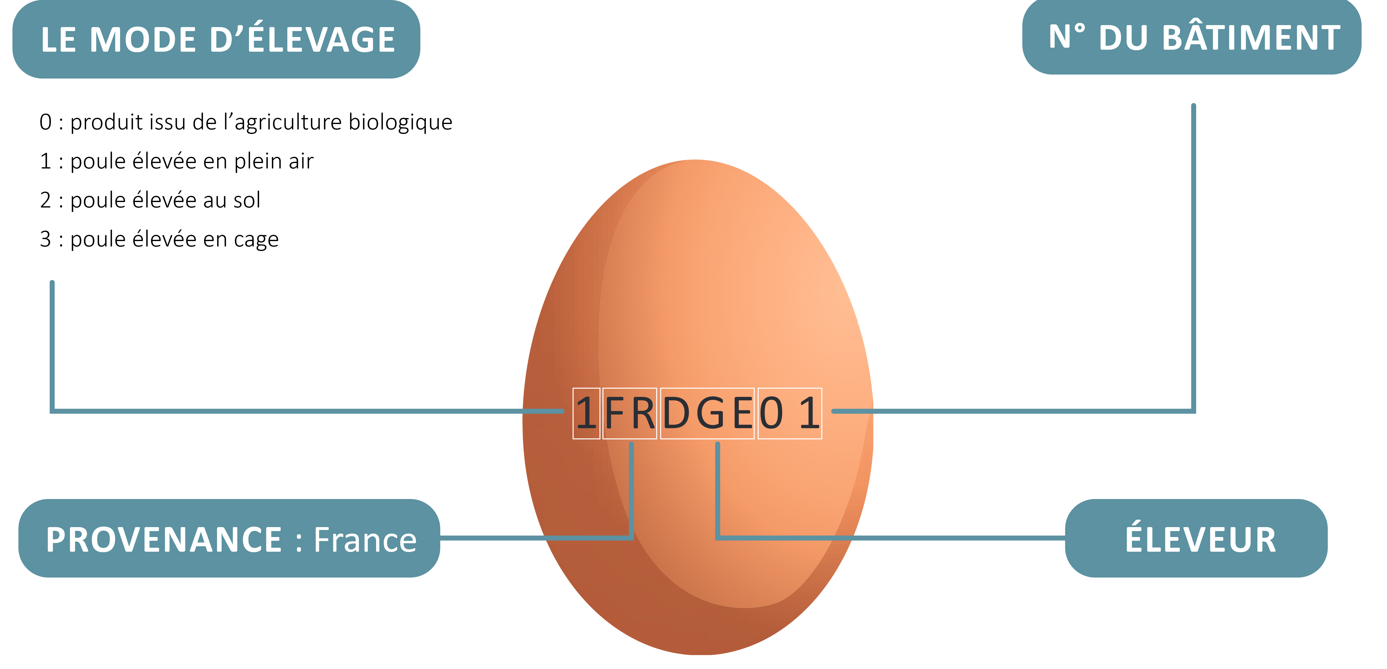 la traçabilité des oeufs