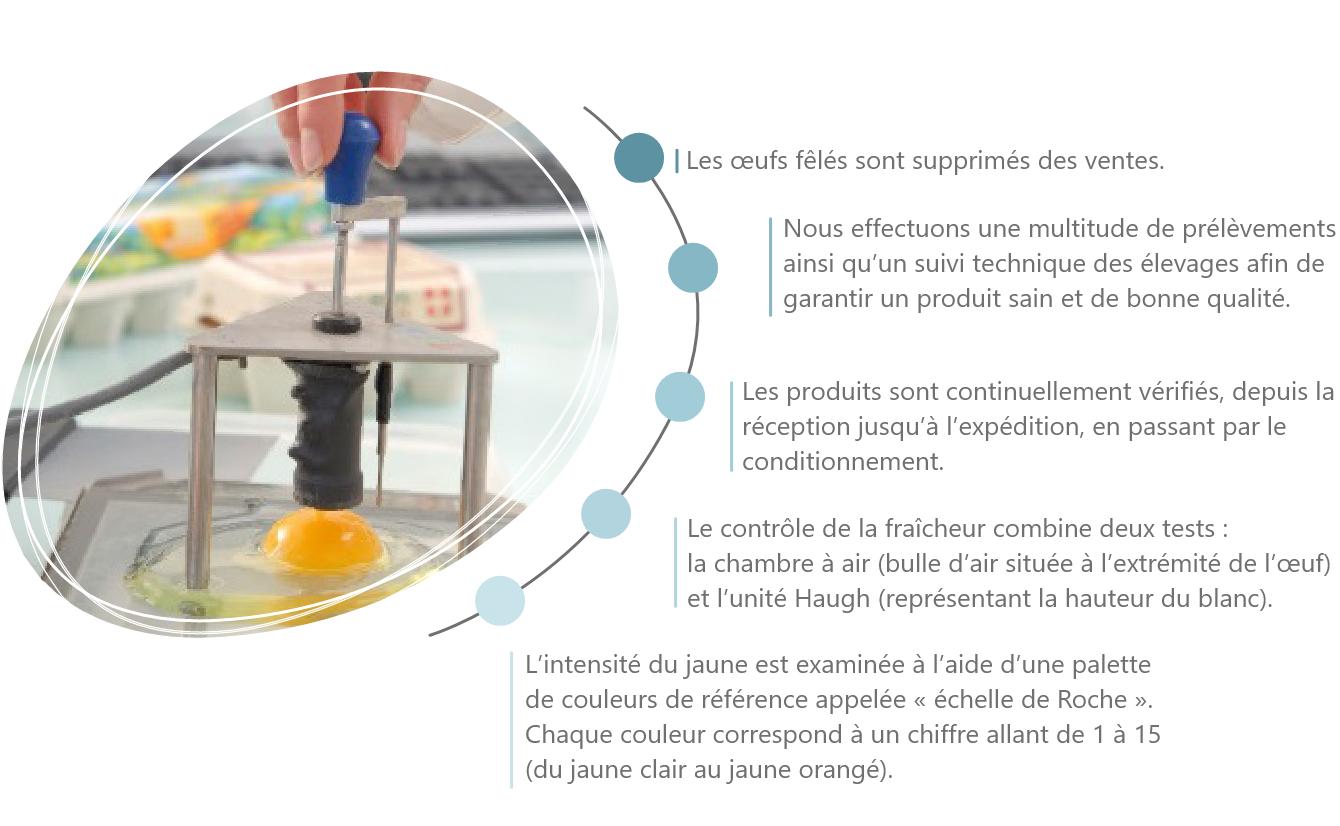 contrôle qualité de l'œuf